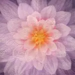 A pink flower with yellow center and purple leaves.